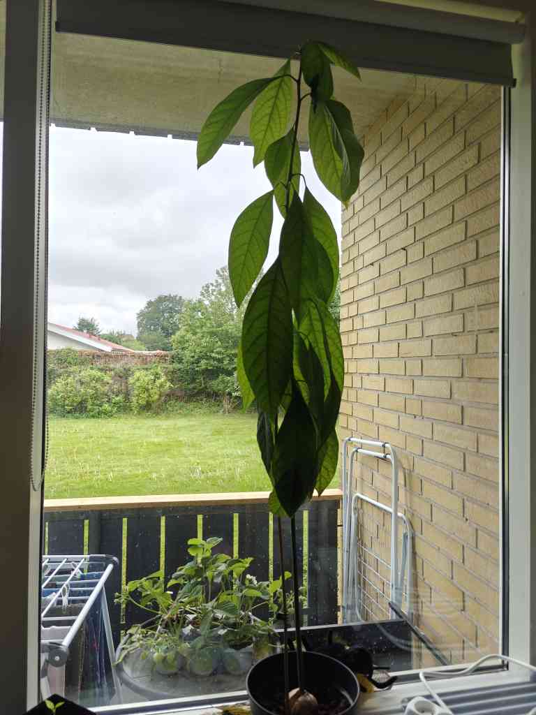 Proje B
